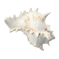 shell_2.png